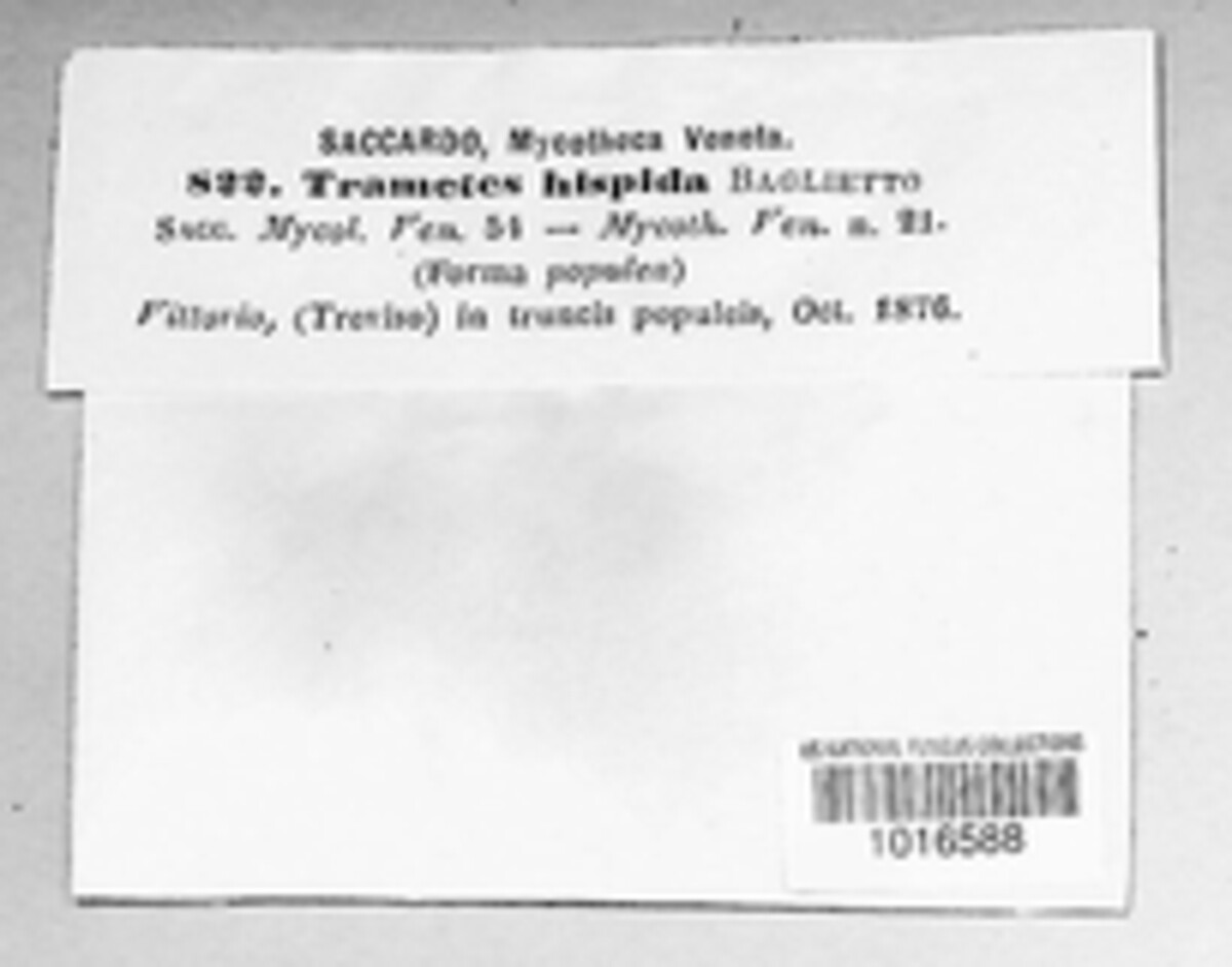 Funalia hispida image